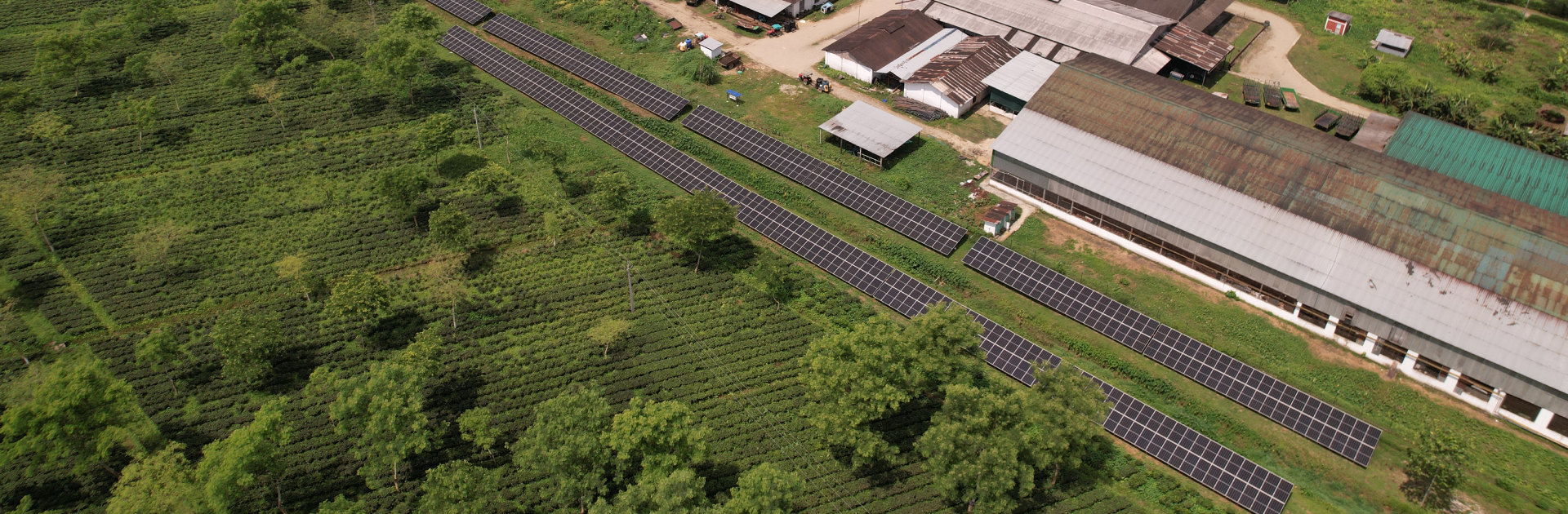 Chamong Tea Gardens - Tonaganagaon